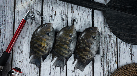 buy backwater fish kochi kerala