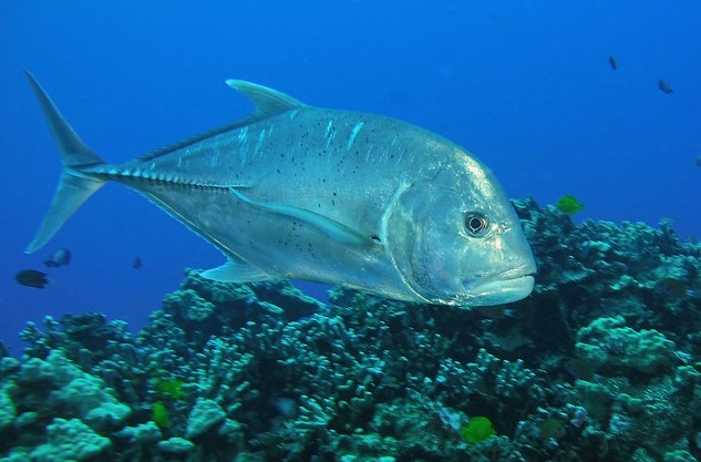 MALABAR TREVALLY/VATTA-KALLAN-MEDIUM