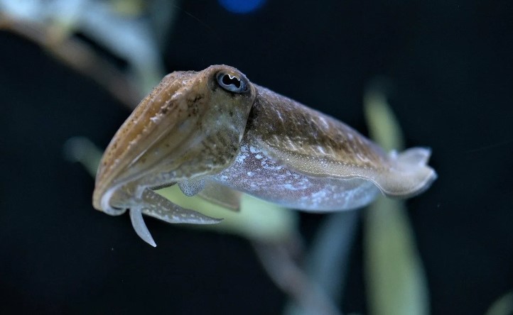 CUTTLE FISH/KANAVA
