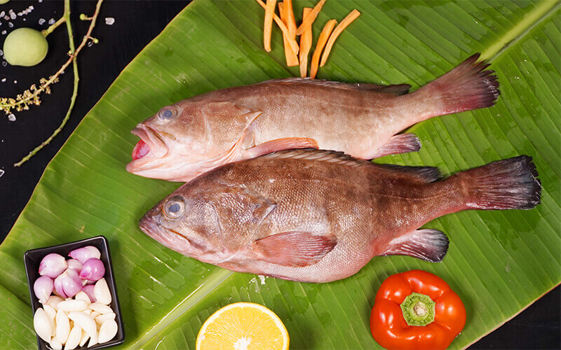 GROUPER - REEF COD / KALAVA - MEDIUM