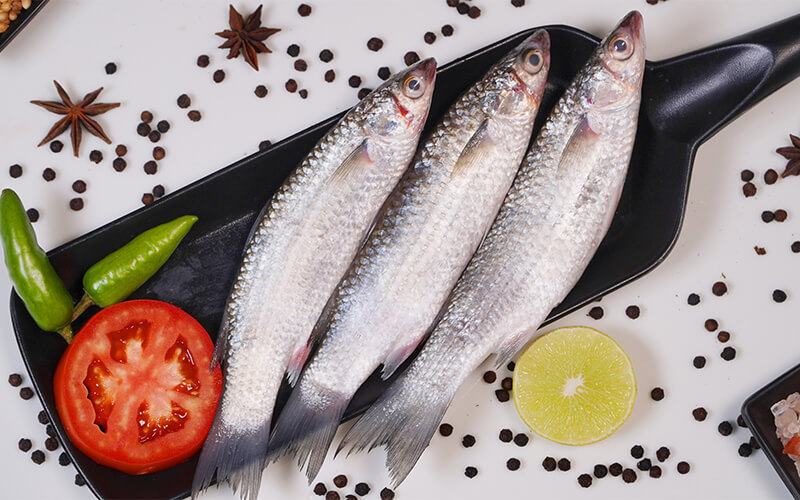MULLET/KANAMB-KAYAL-MEDIUM