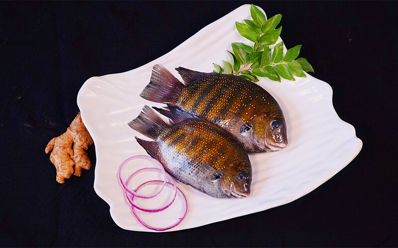 PEARL SPOT/KARIMEEN-NAADAN-MEDIUM