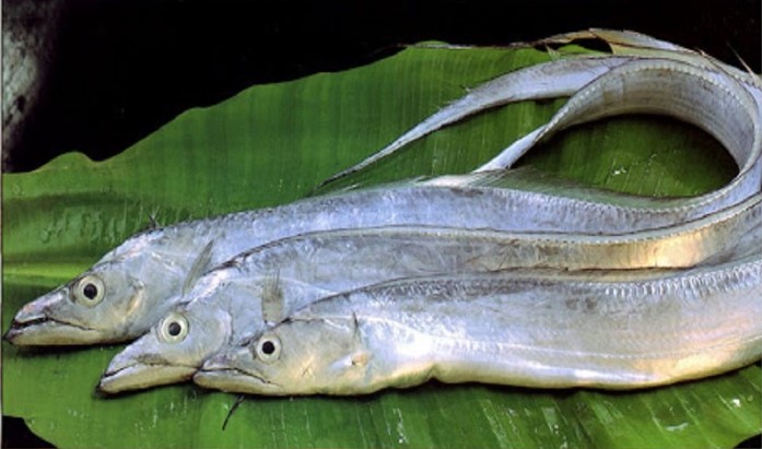 RIBBON FISH/PAMBADA-BIG