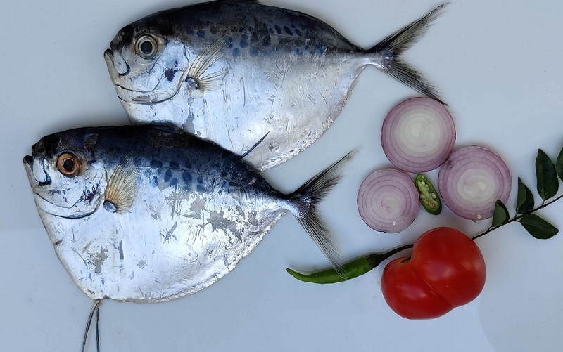 SILVER BELLY / PAMULLAN
