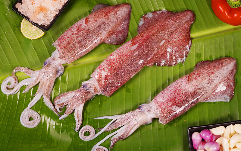 SQUID/KOONTHAL-BIG