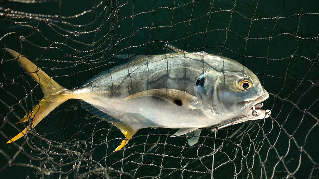 TREVALLY / KAAYAL VATTA - MEDIUM